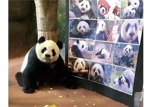 科研人员遭诽谤，大熊猫虐待案的真相与法律审判